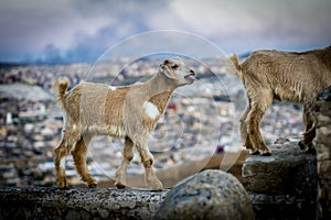 Goats in Fes, Morocco