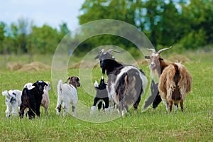 Goats in the field