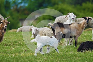 Goats in the field