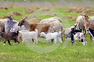 Goats in the field