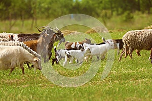 Goats in the field