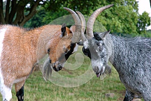 Goats in a fight