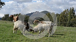 Goats Fighting in the countryside