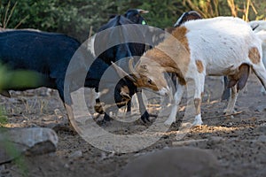 Goats fighting or entertaining themselves in the farm, in Valle del Limari, Ovalle, Coquimbo region photo