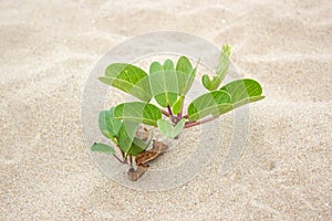 Goats foot creeper with flower on beach