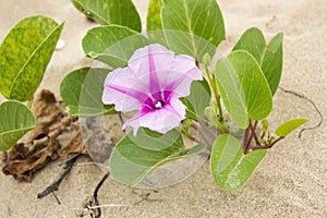 Goats foot creeper with flower on beach