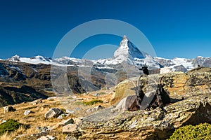 Goats in front of Matterhorn, Zermatt