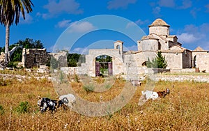 Goats in front of the Panagia Kanakaria Church and Monastery in the turkish occupied side of Cyprus 2