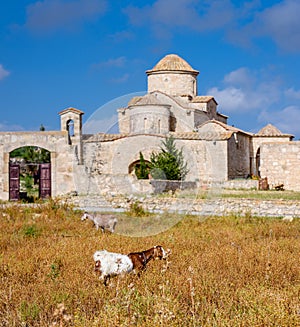 Goats in front of the Panagia Kanakaria Church and Monastery in the turkish occupied side of Cyprus 4 photo
