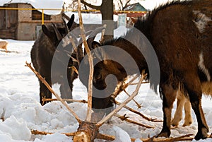 Goats gnaw Christmas tree