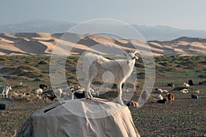 Goats in Gobi Desert of Mongolia