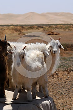 Goats in the Gobi desert, Mongolia