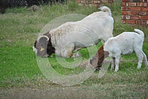 goats gracing on the farm