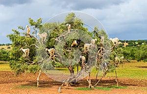 Goats graze in an argan tree - Morocco