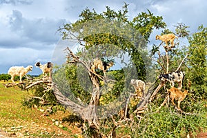 Goats graze in an argan tree - Morocco