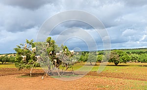 Goats graze in an argan tree - Morocco