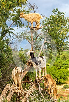 Goats graze in an argan tree - Morocco