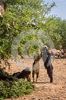 Goats graze in argan trees