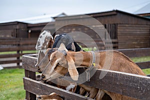 goats graze on the farm. goats in close-up on an eco-farm in a pen. The concept of cattle grazing. An animal on the farm