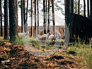 Goats graze in the forest among the trees
