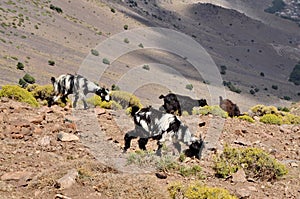 Goats graze on the hill