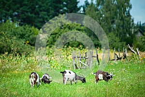 Goats graze in the meadow