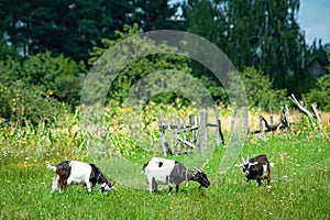 Goats graze in the meadow