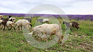 Goats graze in a meadow