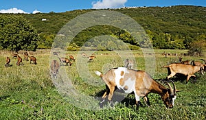 goats graze in the meadow one sunny day in Zagoria Greece
