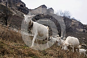 Goats graze on the ruins of an ancient civilization