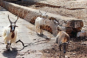 Goats grazing