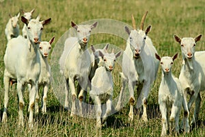 Goats on grazing