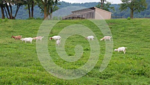 Goats Grazing