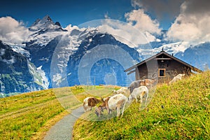 Goats grazing on the alpine green field, Grindelwald, Switzerland, Europe