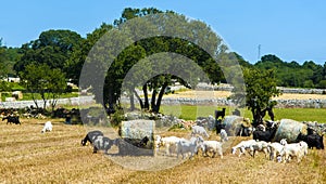 Goats grazing in the countryside of Puglia