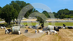 Goats grazing in the countryside of Puglia
