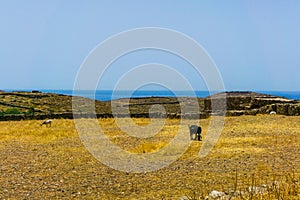 Goats grazing dry grass at summer in cycladic Kithnos island in Greece