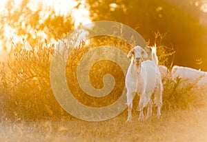 Goats Grazing in Field