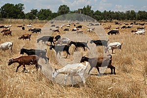 Goats grazing in field.