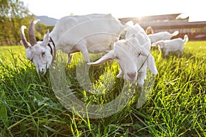 Goats grazing on fresh grass, low wide angle photo with strong sun backlight