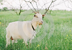 Goats grazing on fresh grass, low wide angle photo with strong sun backlight