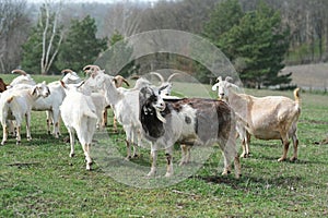 Goats grazing, frolicking pastures, low viewing angle. Agriculture business and cattle farming.