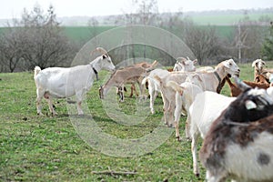 Goats grazing, frolicking pastures, low viewing angle. Agriculture business and cattle farming.