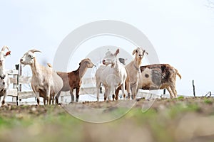 Goats grazing, frolicking pastures, low viewing angle. Farm animals. space for text