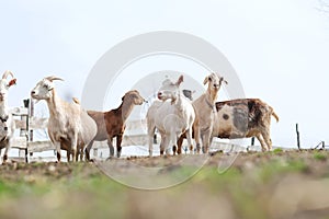 Goats grazing, frolicking pastures, low viewing angle. Farm animals. space for text photo