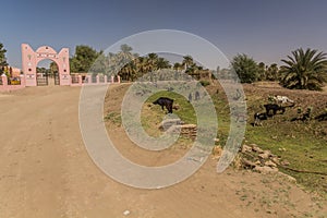 Goats grazing in front of the archaeological museum building in Kerma, Sud photo