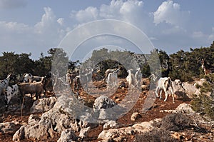 Goats grazing on the hills in the national park Akamas in Cyprus