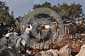 Goats grazing on the hills in the national park Akamas in Cyprus