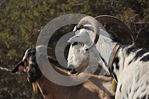 Goats grazing on the hills in the national park Akamas in Cyprus