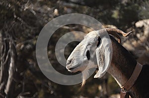 Goats grazing on the hills in the national park Akamas in Cyprus